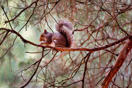 A gray squirrel sitting on a dead branch on a cedar tree.