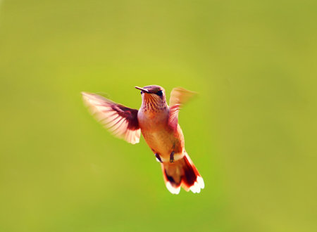 A hummingbird in flight with a blurred background.の写真素材