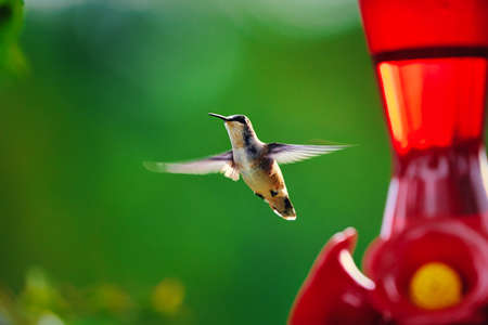 A hummingbird flying around a feeder with a blurred background.の写真素材