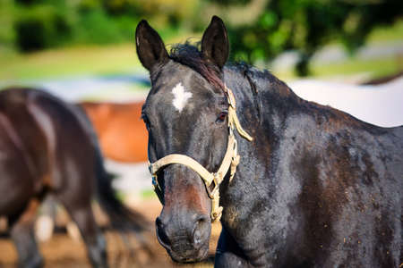 A beautiful black horse with a white blaze in a bridle with a blurred background.の写真素材