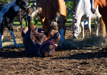 A black horse rolling in the dirt with other horses around.の写真素材