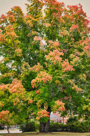 A tree changing color in the fall.