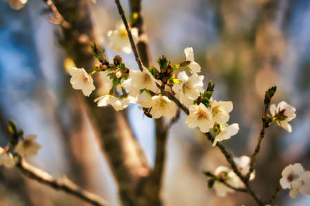 Cherry trees in bloom with a blurred background.