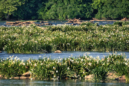 Rare Rocky shoals spider lilies in bloom in the Catawba river near Rock Hill, South Carolina, USA.