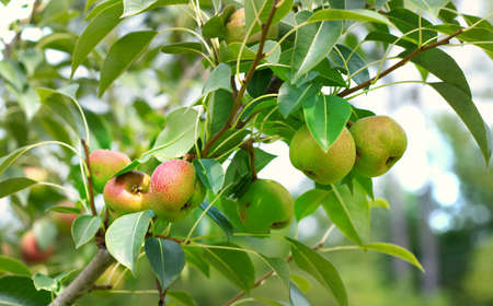 Apples growing on a tree in an orchard.の写真素材