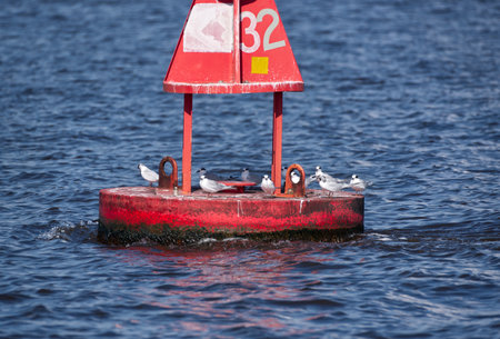 A channel marker buoy with several seagulls.の写真素材
