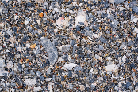 A close up of small seashells on a beach.の写真素材