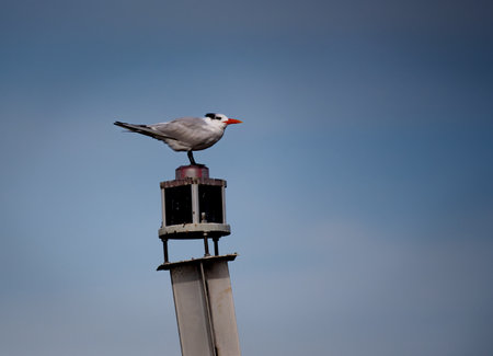 A close up of a royal tern perched on a river channel marker with a clear blue gray sky.