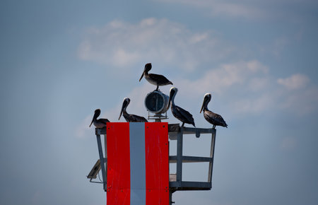 Pelicans perched on a channel marker with a cloudy blue sky background.の写真素材
