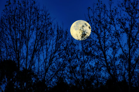 A full autumn moon with trees in the foreground.の写真素材