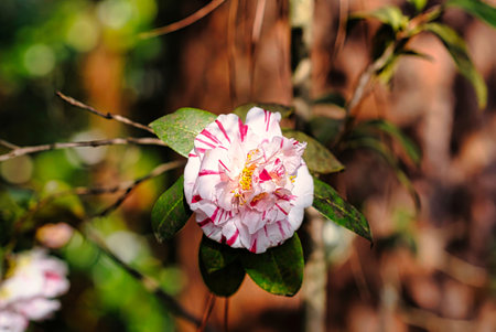<p>Pink and white camellia flower in the garden, Thailand.</p>の写真素材