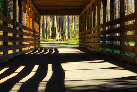 Wooden bridge in the forest with shadows on the ground and sunlightの写真素材