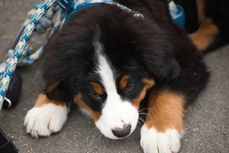 Bernese mountain dog puppy lying on the ground. Close-up.