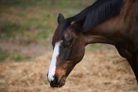 Portrait of a bay horse eating hay in the meadow.の写真素材