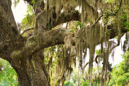 Spanish Moss hanging from a large tree in a park in Georgetown, South Carolina.