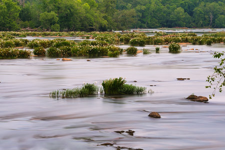 Rare and endangered rock shoals spider lilies in bloom in the Catawba river in South Carolina, USA. ...