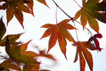 Japanese maple leaves from underneath with a bright sky.  closeup of photo.