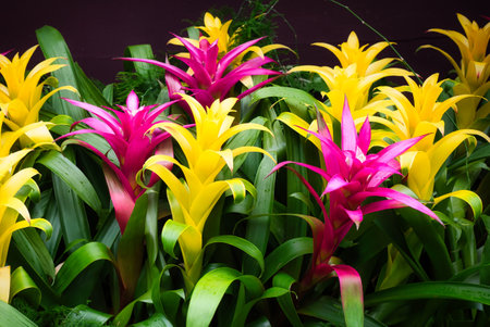 colorful  bromeliad flower in the garden,の写真素材