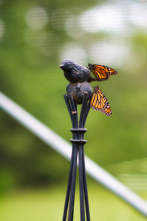 monarch butterflies sitting on the garden ornament with blurred green backgroundの写真素材