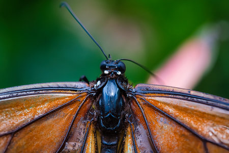 Close up of a beautiful butterfly in nature. Macro photography of insect.