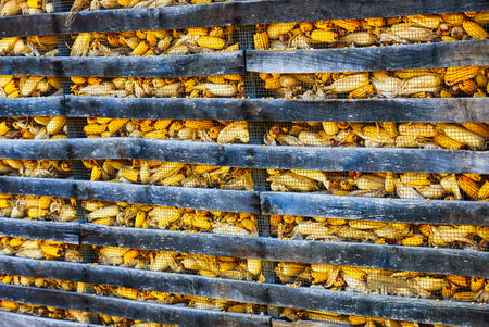 Dried corn in the wooden box, close-up. Nature background. Corn crib.の写真素材