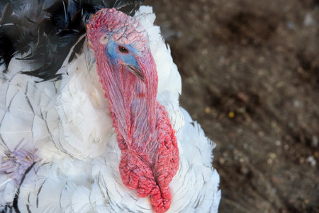 Close up of white turkey head with red and black feathers on farmの写真素材