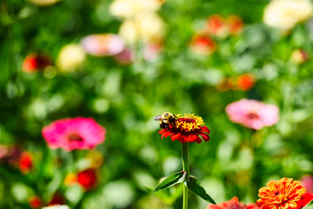 Bee on Zinnia flower in the garden with nature background.