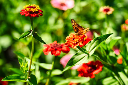 Butterfly on Zinnia flower in garden.の写真素材
