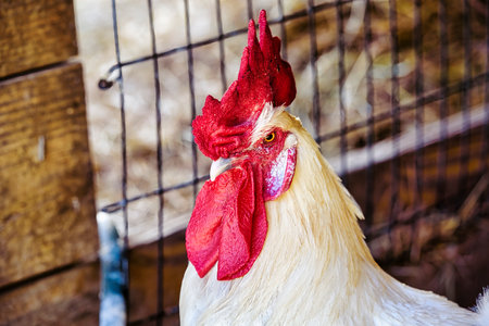 White rooster with red comb on the farm. Close-upの写真素材