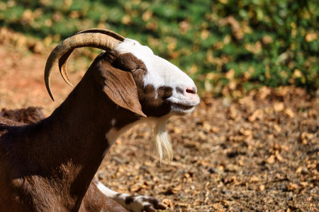Portrait of a goat with long horns on a farm. Close-upの写真素材