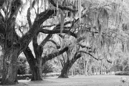 Black and white photo of live oaks with Spanish moss, in South Carolina.の写真素材