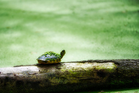 Turtle on a log in a swamp with green duck weed in the background.