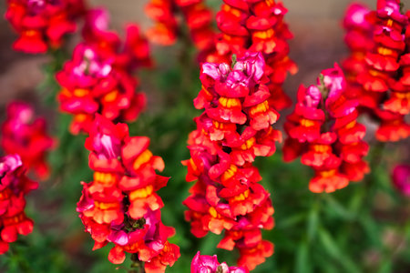 Colorful snapdragon flowers in the garden, closeup of photoの写真素材