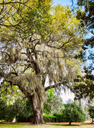 Old live oak tree with Spanish moss in the low country of South Carolina, USA.の写真素材