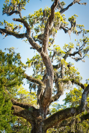 Old live oak tree with spanish moss.の写真素材