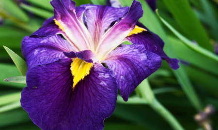 Purple iris flower in the garden. Purple iris flowerの写真素材