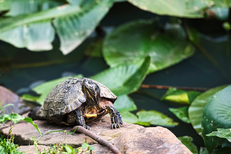 turtle on the stone in the pond, animal in the nature