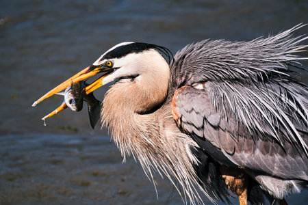 Great Blue Heron (Ardea herodias) eating a fishの写真素材