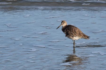 Willet, Tringa totanus, single bird in edge of the surf in the Atlantic Ocean.