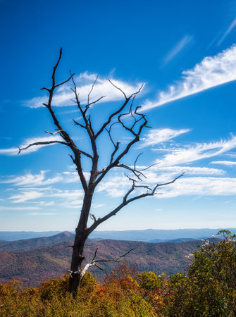 Dead tree on the top of the mountain with blue sky background.の写真素材