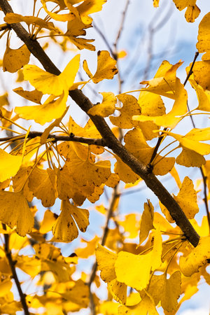 Yellow ginkgo leaves on a tree in autumn, close up