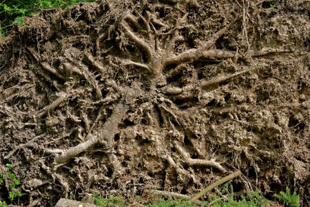 The roots of a spruce felled during a hurricane that passed over the forest
