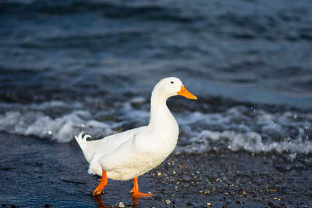 Goose at Lake Bracciano, Rome, Italyの写真素材