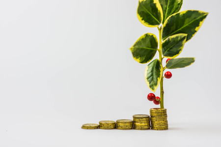 Christmas holly growing from coins isolated on a white backgroundの写真素材