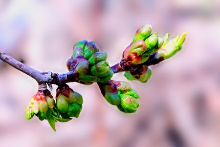 Tree limb with young leaves and buds in spring.