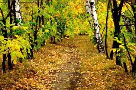 Forest path during fall on a sunny dayの写真素材