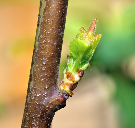 Spring - the trees are in full bud. New leaves on the branch. Closeup.の写真素材