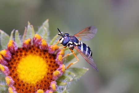 Bee gathering pollen from a yellow wildflower. Macro. Iimage is processed from  NEF files and are ...