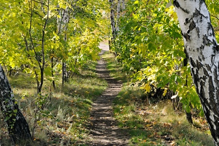 Footpath through sun dappled birch forest. Sunny day.
