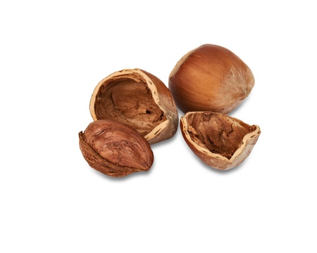 Two nuts a filbert and one kernel of a nutlet in a shell isolated on a white background の写真素材